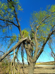 枝が台風で折れた春の芽吹きの木と青空