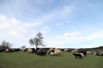 herd of sheep in green meadow. artvin/turkey