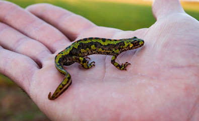 Marbled newt, triturus marmoratus, perched on the palm of a child's hand.