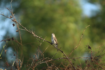 Chestnut-shouldered Petronia