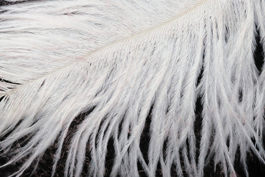a white ostrich feather and its imprint on the background of blurred paint on the glass