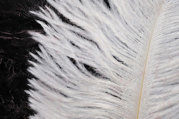 a white ostrich feather and its imprint on the background of blurred paint on the glass