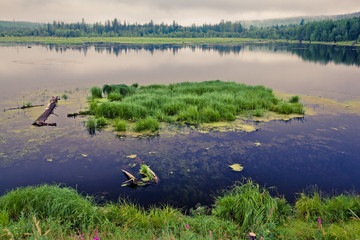 green scum on a plant-filled pond