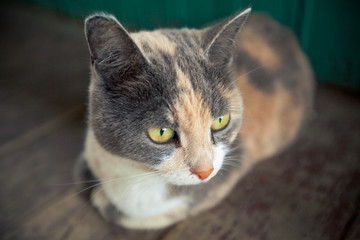 portrait of a cat close up