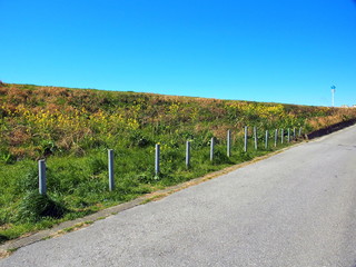 菜の花咲き始めた江戸川土手と坂道