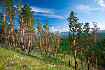 landscape with pine trees on the hill slope
