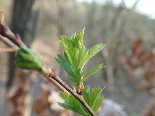 detail of a green tree branch in spring