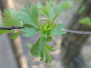 detail of a green tree branch in spring