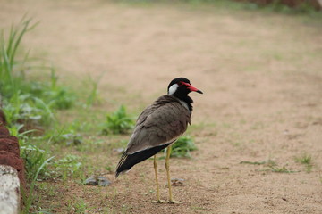 Red-wattled lapwing