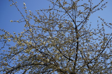 Aufblühender Kirschbaum mit weißen Blüten und Knospen vor blauem Himmel