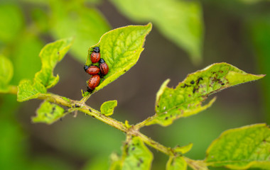 Colorado beetles eat potato leaves