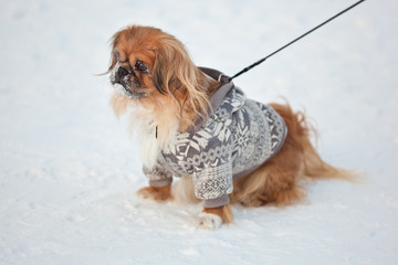 little pekingese in pretty jacket and the snow