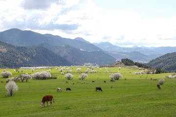 Fototapeta na wymiar cow grazing in green meadow.artvin/turkey 