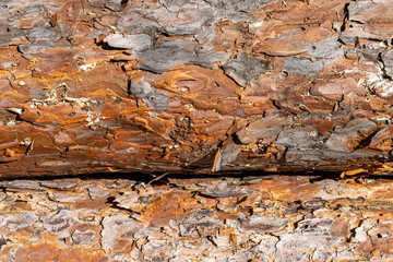 Cut bark of pine.