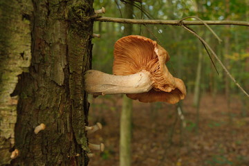 Auf der Baumrinde eines toten Baumstamms wächst ein großer Pilz und mehrere kleine, aber, sie...