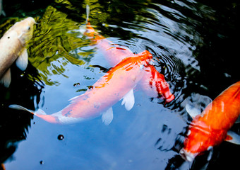 Multi-colored carps fish swim on the surface of the water