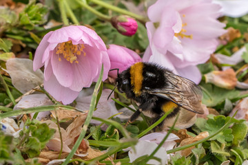 frühling