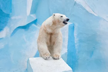Foto op Plexiglas big polar bear in the Novosibirsk zoo © Ekaterina Shvaygert