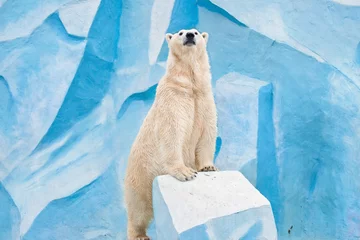 Foto op Canvas grote ijsbeer in de dierentuin van Novosibirsk © Ekaterina Shvaygert