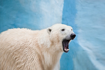 Fototapeta na wymiar big polar bear roaring in Novosibirsk zoo 
