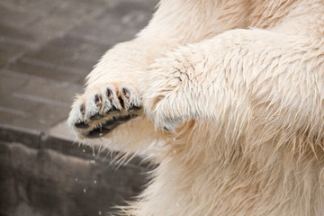 Obraz na płótnie Canvas big polar bear's paws in the zoo