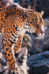Fototapeta na wymiar leopard standing in the zoo and staring at something