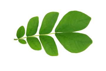 Green leaves and white background