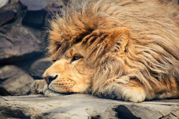 Naklejka premium leo with huge mane resting in the zoo