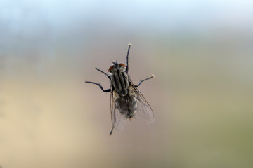 fotografia macro. mosca comun posada sobre un cristal.  Bokeh verde de fondo