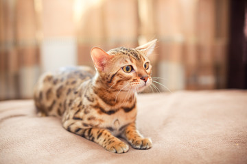 beautiful bengal cat lying on a bed and looking sideways