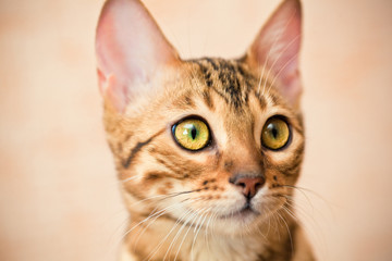 beautiful bengal cat muzzle close up