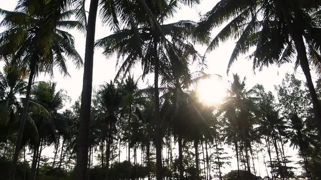 slow motion shot from drone of silhouette coconut farm with the sunset. Thai coconut plantation groove..