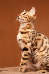 profile of beautiful bengal cat sitting on brown background