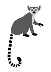 Cute funny ring-tailed lemur sitting. Exotic Lemur catta. Vector illustration in cartoon and flat style isolated on white background