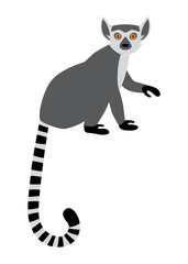 Cute funny ring-tailed lemur sitting. Exotic Lemur catta. Vector illustration in cartoon and flat style isolated on white background © Elena Pimukova
