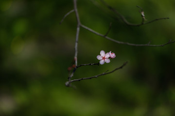Beautiful pink flower on the green background. Spring flowers. Beautifully blossoming tree branch. Cherry - Sakura and sun with a natural colored background.