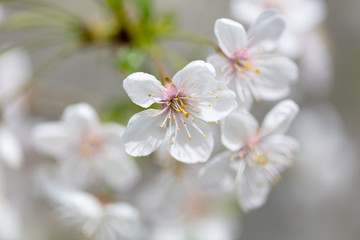 White flowers on a fruit tree on nature