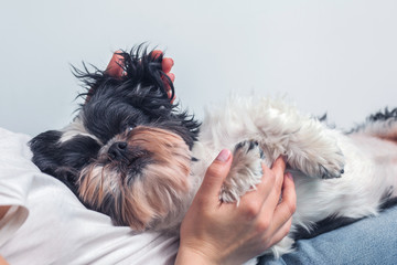 Funny cute dog is sitting on the couch in the girl's lap. Shih-tzu breed. pet. Homeliness.