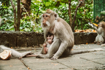 Monkey (Long-Tailed Macaque) with her sweet baby at monkey forest in Bali.