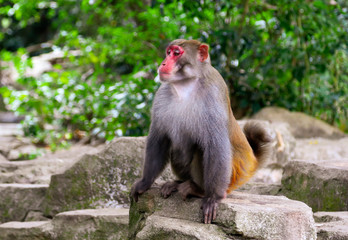 A monkey sits on a stone in a park