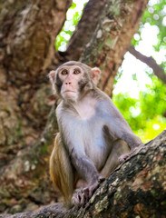 Fototapeta premium Little monkey on a tree in the park