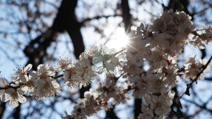 beautiful flowers of apricot tree, spring and sunny