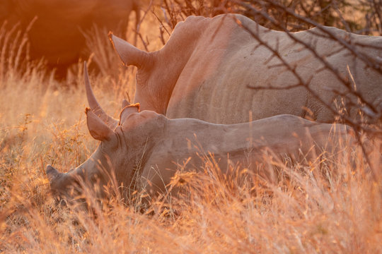 A closeup of a white rhino (Ceratotherium simum simum) cow and her calf, behind grass cover, at sunset with lens flare in the South African bushveld.
