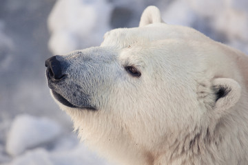 Fototapeta na wymiar big white polar bear's muzzle