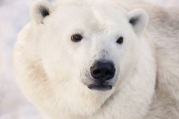 Fototapeta na wymiar big white polar bear's muzzle