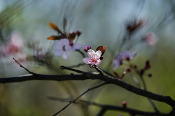 Beautiful pink flower on the colorful background. Spring flowers. Beautifully blossoming tree branch. Cherry - Sakura and sun with a natural colored background.