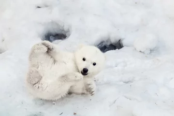 Fotobehang Kleine ijsbeerwelp speelt in de sneeuw © Ekaterina Shvaygert