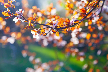 Flowering tree branch in spring.