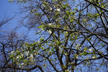Baumlandschaft mit weißen Blüten und Knospen, blauem Himmel und Sonnenlicht
