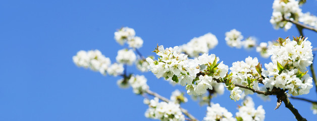 Cherry blossoms before blue sky, banner